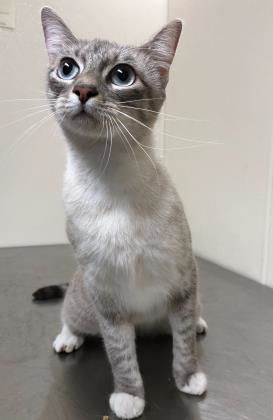 Karma — Aggieland Humane Society